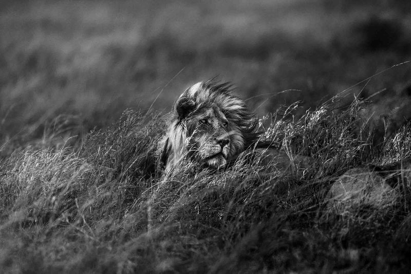 Lion in the Wind